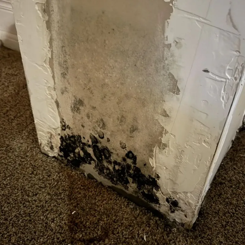 Professional Mold Removal in Flat Rock, NC